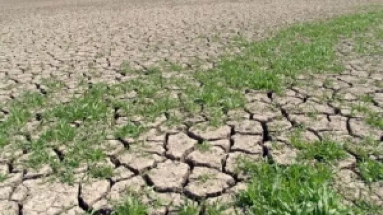 Despagubiri acordate pentru culturile calamitate