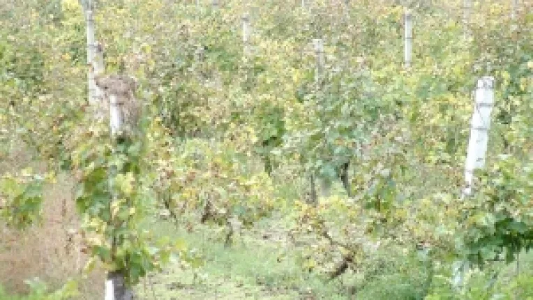 Explozie de accesari a fondurilor UE. Vita de vie prinde radacini pe banii europenilor