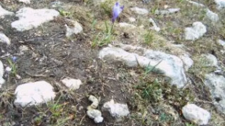 Fosta Avicola Mangalia, reclamata din cauza gainatului