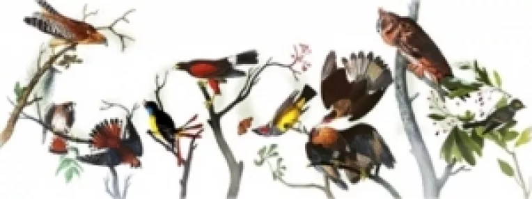 Google si-a modificat logo-ul pentru a marca 226 de ani de la nasterea ornitologului John James Audubon