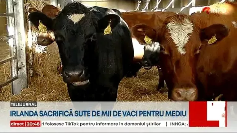 Irlanda sacrifica sute de mii de vaci pentru mediu