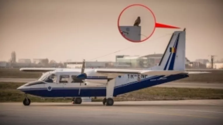 O cucuvea asezata pe deriva avionului BN-2 ar fi prevestit moartea lui Adrian Iovan si a studentei Aura Ion