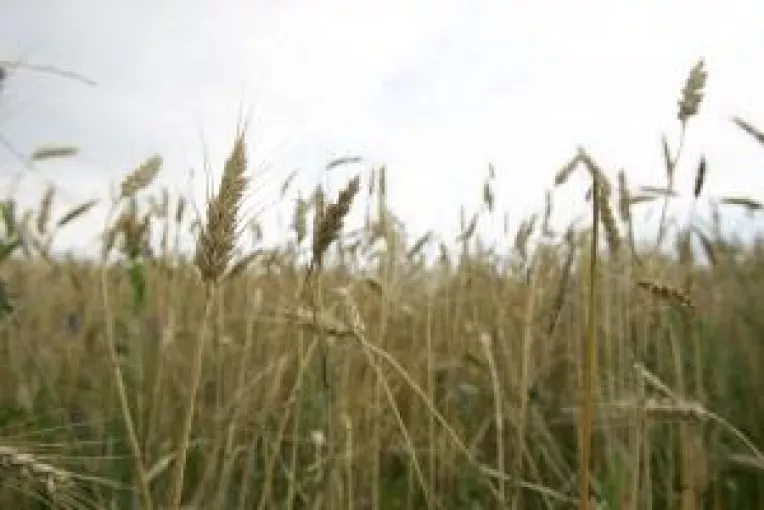 Ploile ameninta culturile de grau