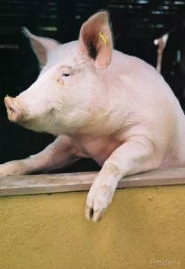 Porcul romanesc a invins Europa!